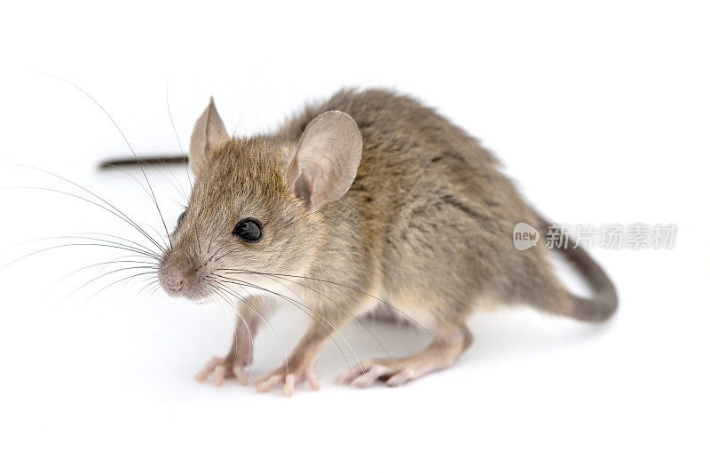 加利福尼亚鼠，Peromyscus californicus